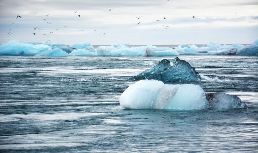 Protégeons l’environnement et les animaux contre ces envahisseurs polluants!