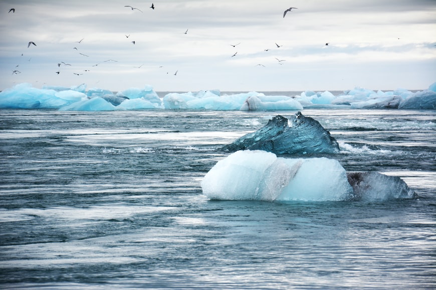 Protégeons l’environnement et les animaux contre ces envahisseurs polluants!